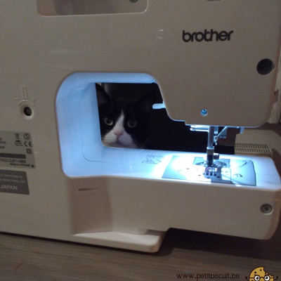 Gorki, the sewing cat